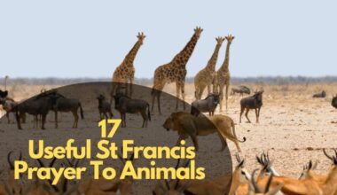 Useful St Francis Prayer To Animals