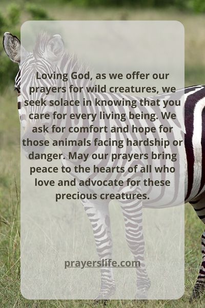 Finding Solace In Prayer For Wild Creatures