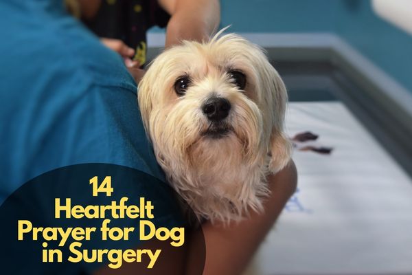 Prayers For A Dog On Surgery