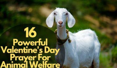 16 Powerful Valentine'S Day Prayer For Animal Welfare